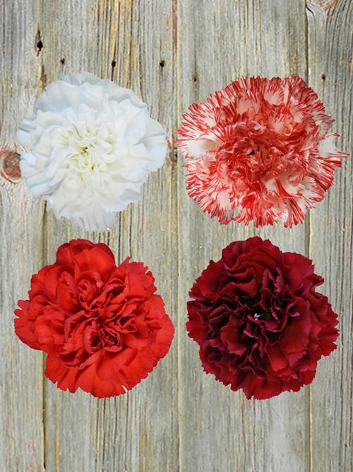 CHISTMAS PACK ASSORTED COLOR CARNATIONS